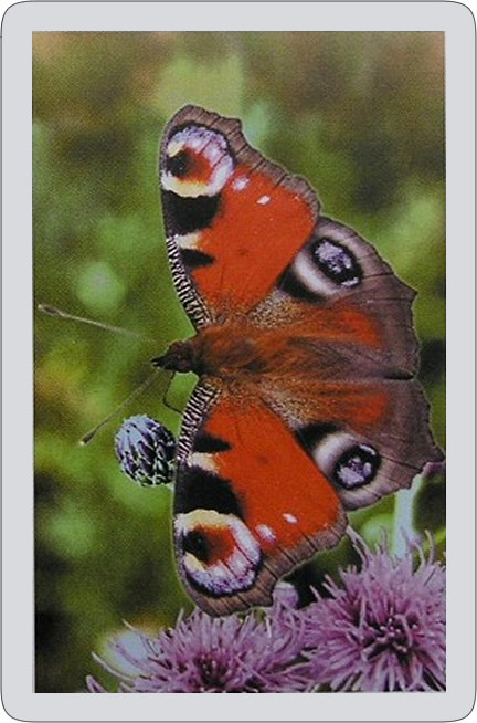 Butterfly Single playing card deck - Peacock