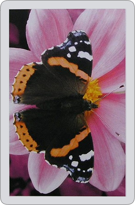 Butterfly Single playing card deck - Red Admiral