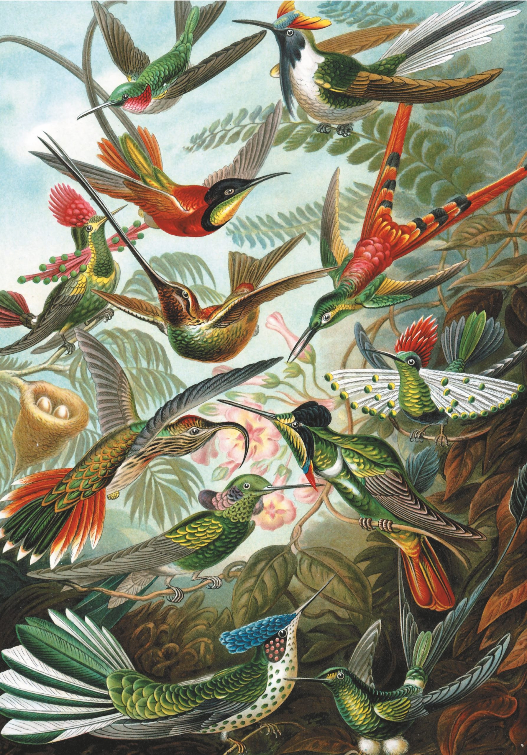 Humming Birds Puzzle