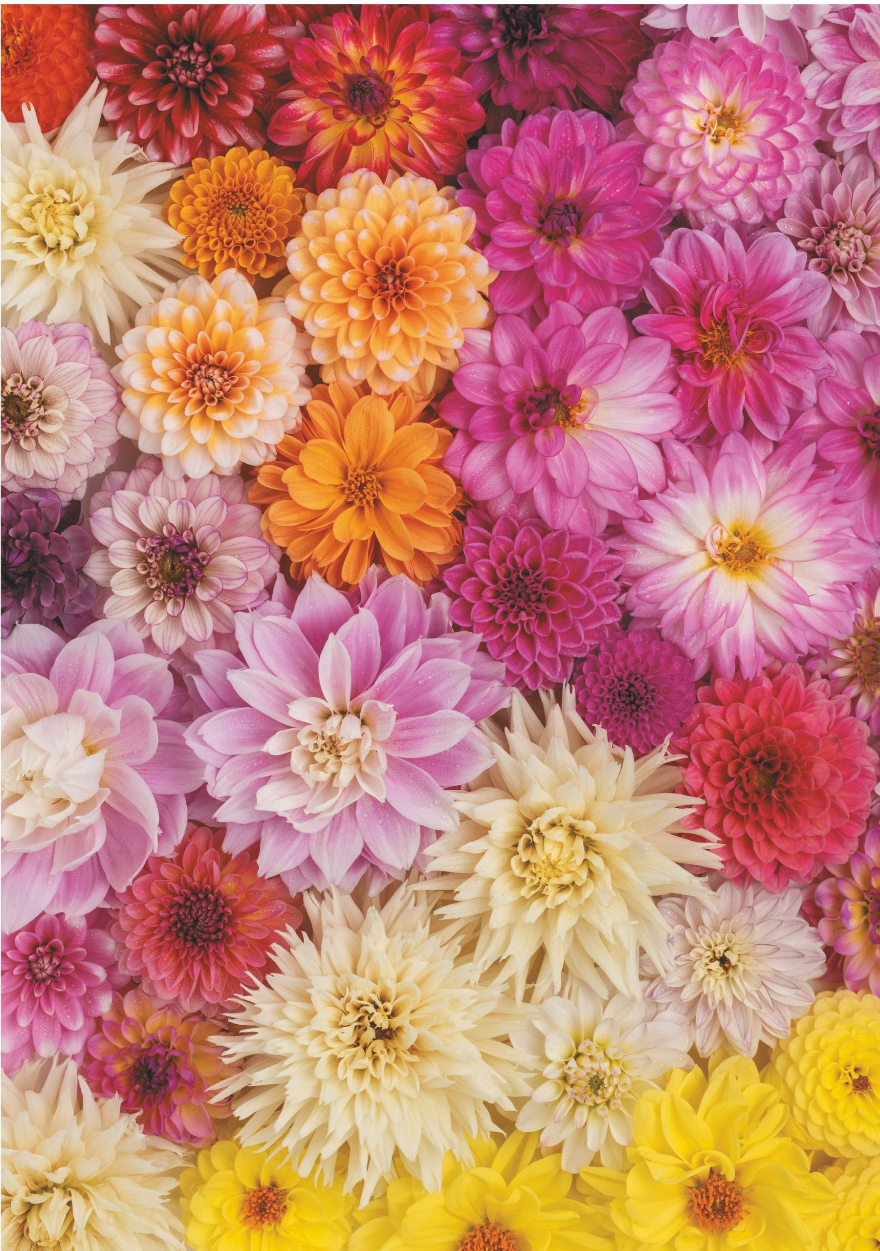 Dahlias Puzzle