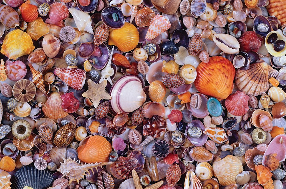 Sea Shells Puzzle