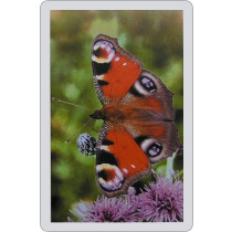 Butterfly Single playing card deck - Peacock