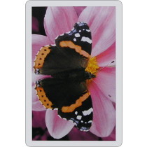 Butterfly Single playing card deck - Red Admiral