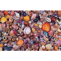 Sea Shells Puzzle